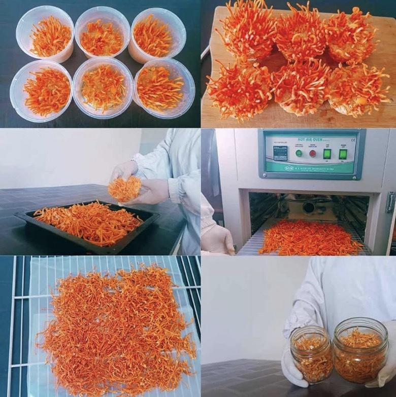 Кордицепс военный (Cordyceps militaris) 🍄 30 грамм — изображение 3